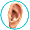 Ear